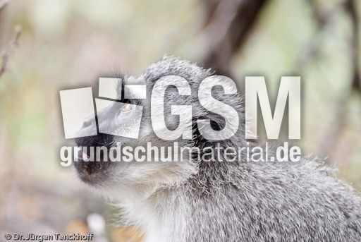 Grüne Meerkatzen (21 von 67).jpg